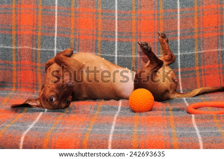 Dog lying on the couch, the dog plays. Dachshund breed of dog, a young female.