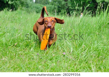 Dog breed standard smooth-haired dachshund. The dog is running. Dachshund brings in its mouth a boomerang and flying saucer.