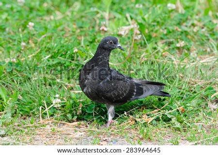 Pigeon. Dove.The large bird genus Columba comprises a group of medium to large stout-bodied pigeons, often referred to as the typical pigeons.