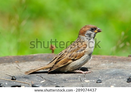 The Eurasian tree sparrow (Passer montanus) is a passerine bird in the sparrow family with a rich chestnut crown and nape, and a black patch on each pure white cheek. Young bird, chick.