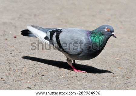 Pigeon. Dove. The large bird genus Columba comprises a group of medium to large stout-bodied pigeons, often referred to as the typical pigeons.