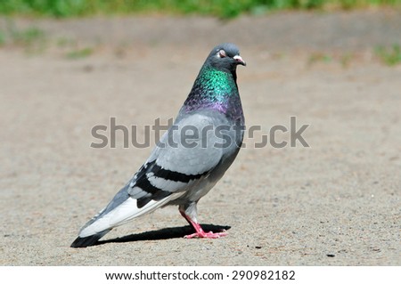 Pigeon. Dove. The large bird genus Columba comprises a group of medium to large stout-bodied pigeons, often referred to as the typical pigeons.