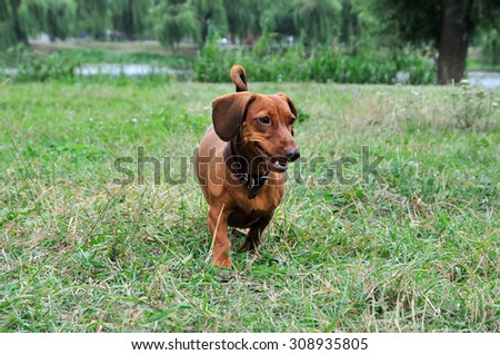 Dog breed standard smooth-haired dachshund. The dog runs, dog for a walk.