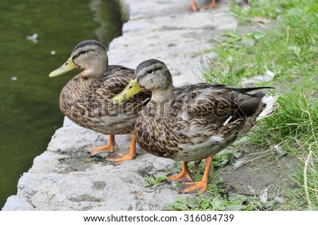 Mallard.The young bird. Mallard - bird of the duck family (Anatidae) detachment of waterfowl (Anseriformes). The most well-known and widespread wild duck.Young a drake.