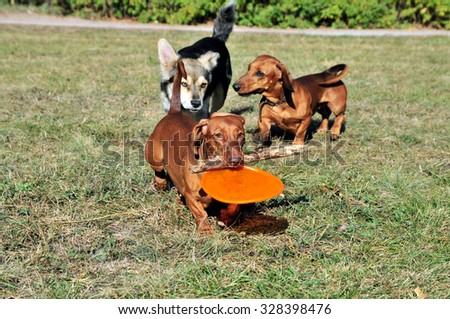 Dog breed standard smooth-haired dachshund. The dog is running. Dachshund brings in its mouth a boomerang.Dog brings a stick.