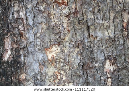 Closeup old tree barn texture