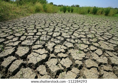 Dry cracked earth with survived grass on the field