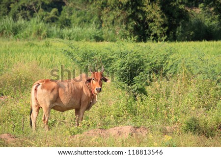 Red cow standing on the field