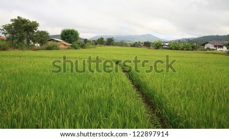 Rural scenic of paddy rice field with footpath in the valley