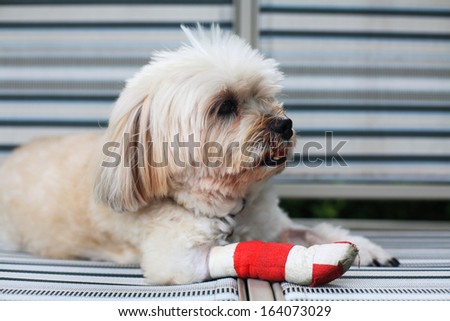Injured Shih Tzu leg wrapped by red bandage