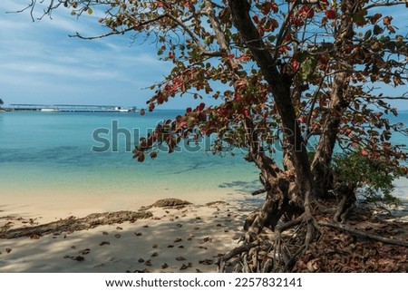 Autumn foliage tree by the sea against blue sky at Ko Man Nai, Rayong, Thailand. Famous travel destination and summer holiday vacation in Siam. Stock fotó © 