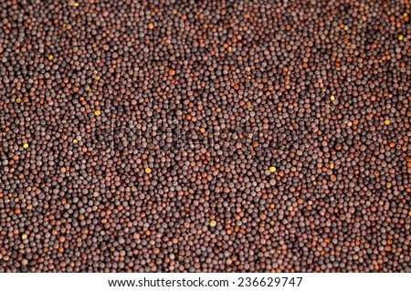 Indian Brown Mustard Seeds
