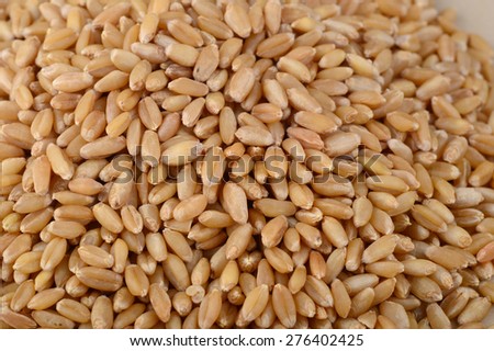 Heap of Wheat grains as background