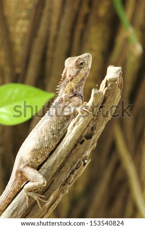 Asian lizards in Asia. Live in the woods and houses