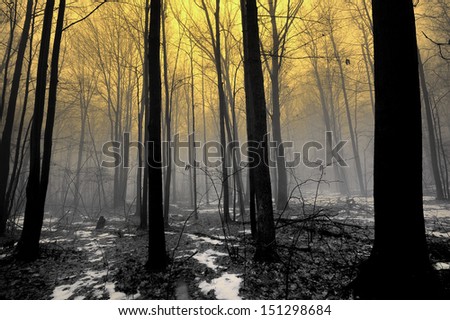 Foggy Forest sunrise and melting snow causing fog. Michigan USA