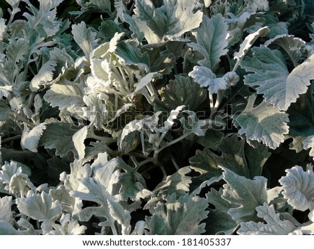 silver leaves ornament in park carved lacy are bright velutinous platinum