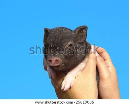 Small black pig in female hands against the blue sky