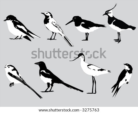 Eight European birds in black & white vector.