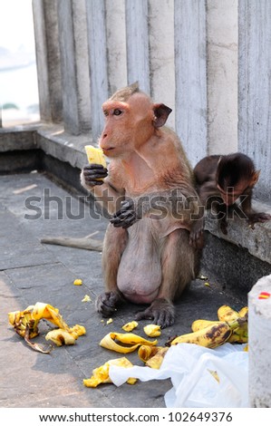 Monkey mother and child eating banana