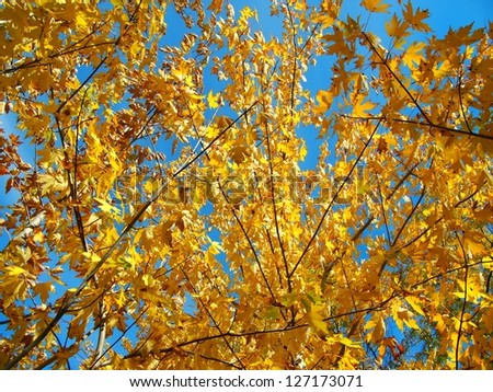 Yellow maple leave in fall