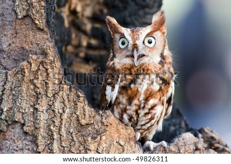 Eastern screech owls are found in two color 