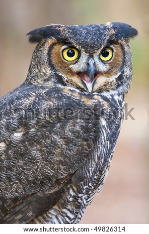 Great horned owls are the largest common owl in the east. They are dark brown, with a squared off head, gray mottled and streaked below, setting off the stark white throat patch.