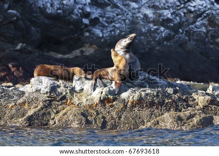 A group of sea lions sunbathing in the morning sun on the shoreline