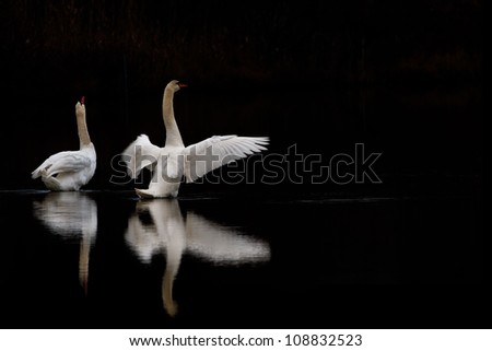 Couple of Swans in a dark lake