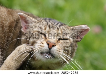Beautiful wild outdoor cat with milk on his chin and closed eyes is scratching his neck with his leg in the countryside home garden in summer season