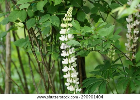 White lupine flower on the green lupine flower bush in the home garden in summer season