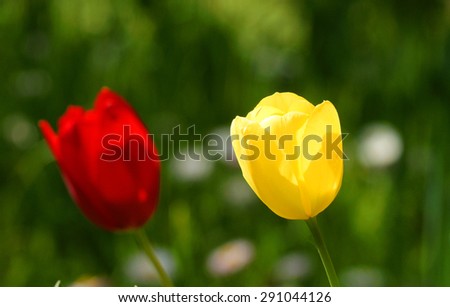 Yellow and red tulip flowers in the home garden flower field in summer season