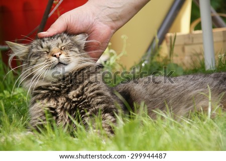 Person with a hand is stroking cat outdoor in summer season home garden in countryside