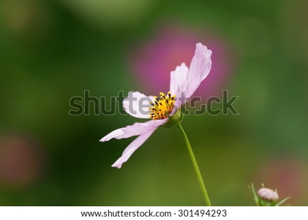 White cosmea flower in close in summer home garden on the green background