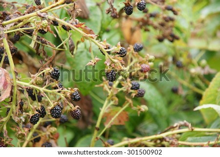 Blackberry branch bush in summer home garden