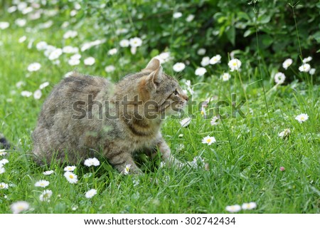 Beautiful outdoor cat on the white flower field in summer season home garden in country