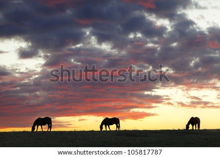 Three horses at sunset