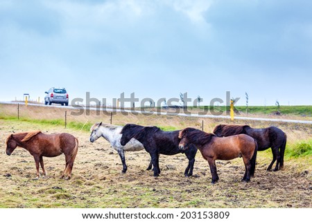 Icelandic Ponies enduring wind and rain