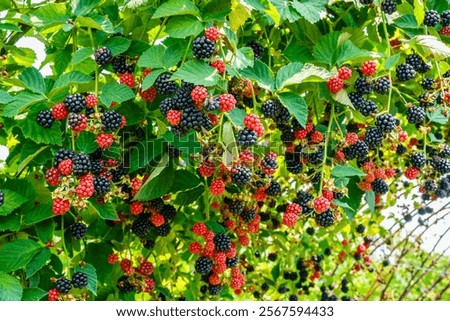 Similar – Image, Stock Photo Blackberries close-up image. Ripe blackberry fruits