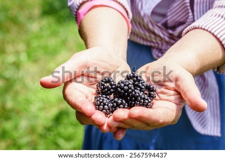 Similar – Image, Stock Photo Blackberries close-up image. Ripe blackberry fruits