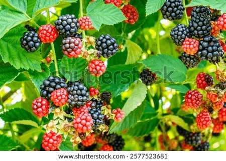 Similar – Image, Stock Photo Blackberries close-up image. Ripe blackberry fruits