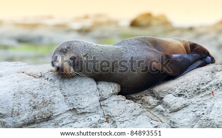 A Hooker\'s Seal Lion
