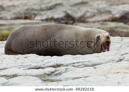 Hooker\'s Seal Lion