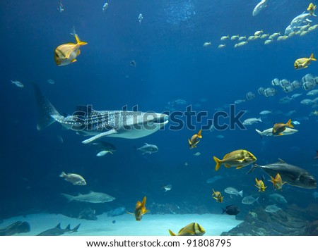 Whale shark and schools of fish