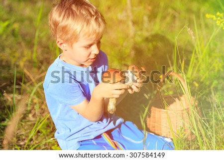 little boy pick mushrooms in green forest, kids outdoor activities