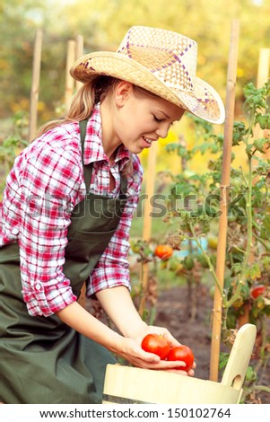 Pretty female putting ripe tomato into bucket in the garden. Young Caucasian woman gardener harvesting.