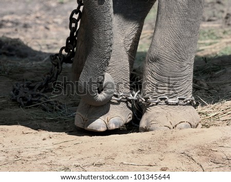 The chain on the legs of the elephant  - Royal Chitwan National Park in Nepal