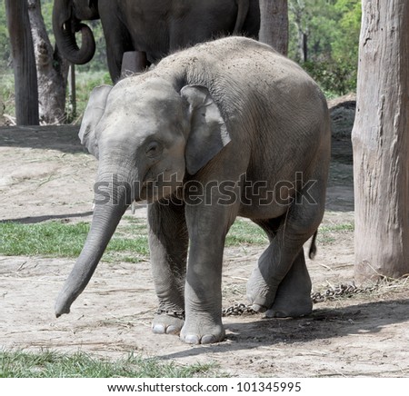 A elephants  - Royal Chitwan National Park in Nepal