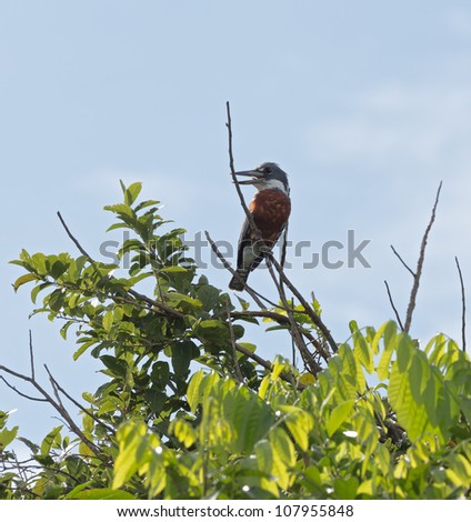 Singing Amazonian green Kingfisher caught the fish - Los Llanos, El Cedral, Venezuela