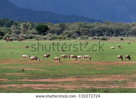Numerous herds of herbivoress in the Lake Manyara National Park - Tanzania, Eastern Africa