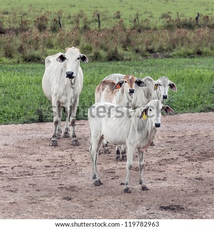 A herd of cows on the road in El Cedral farm - Los Llanos, Venezuela, Latin America